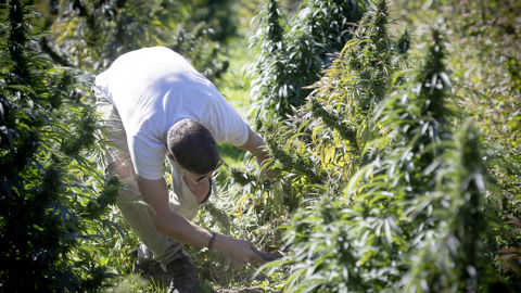 Le Conseil d'Etat a définitivement annulé l'interdiction de la vente de feuilles et de fleurs de chanvre CBD brutes, le 29 décembre 2022. Le Conseil d'Etat a définitivement annulé l'interdiction de la vente de feuilles et de fleurs de chanvre CBD brutes, le 29 décembre 2022.