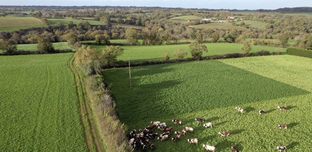 Pour la nouvelle aide bovine à l'UGB, la date de référence se situe 6 mois après la date de dépôt de la demande, soit au plus tôt le 1er juillet et au plus tard le 15 novembre.