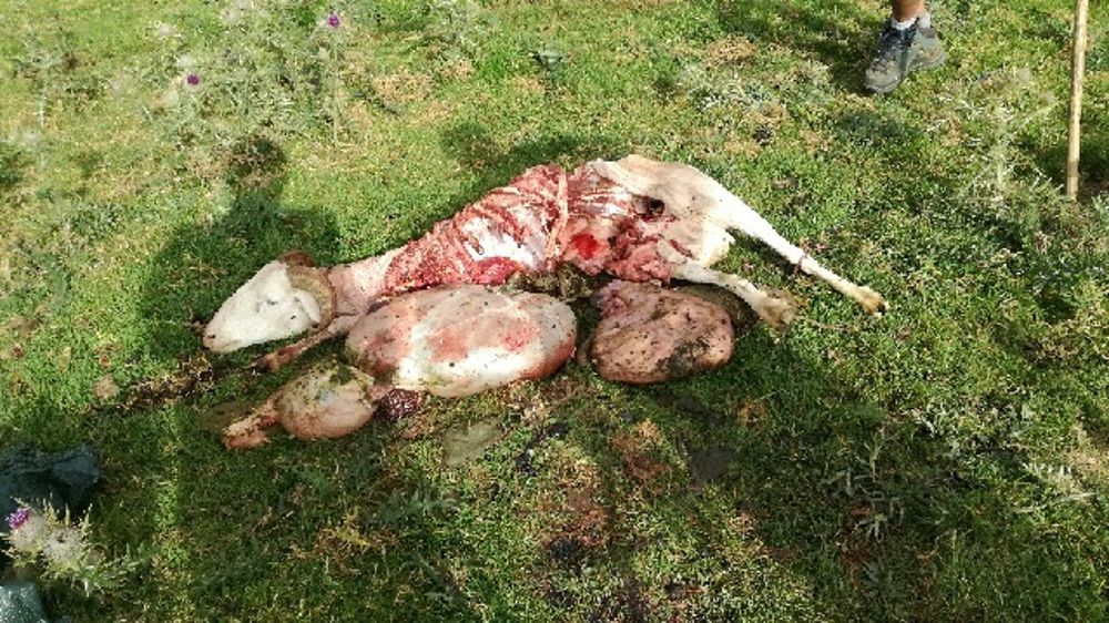 En 2022, 800 bêtes sont mortes à la suite d'attaques d'ours en Ariège. C'est une des années où les dégâts sont les plus importants avec 2019.