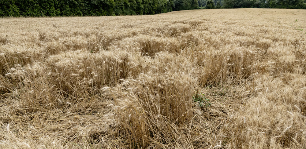 Disponible depuis novembre 2022, l'application permet de signaler en quelques clics un dégât sur son exploitation agricole.