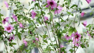 Anisodontea capensis ‘El Rayo’. Anisodontea capensis ‘El Rayo’.
