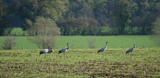 Baptiste Laffrique trouve des moyens de luttes contre les grues cendrées avec les moyens du bord. Baptiste Laffrique trouve des moyens de luttes contre les grues cendrées avec les moyens du bord.