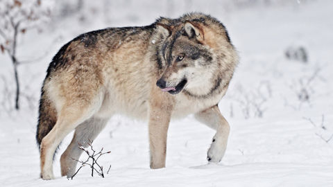 Les prélèvements de loups sont réalisés en majorité par les lieutenants de louveterie. Les prélèvements de loups sont réalisés en majorité par les lieutenants de louveterie.
