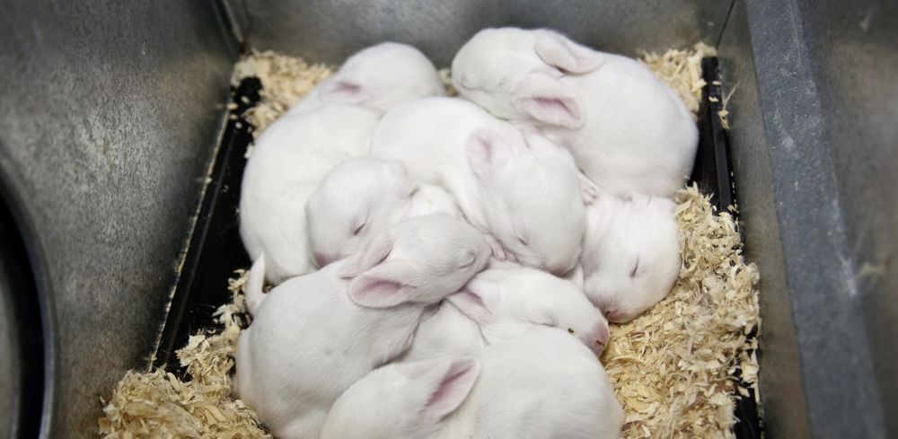 L’Institut technique de l’aviculture (Itavi) avance un repli de 7 % des abattages de lapin sur l’ensemble de l’année passée.