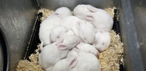 L’Institut technique de l’aviculture (Itavi) avance un repli de 7 % des abattages de lapin sur l’ensemble de l’année passée.