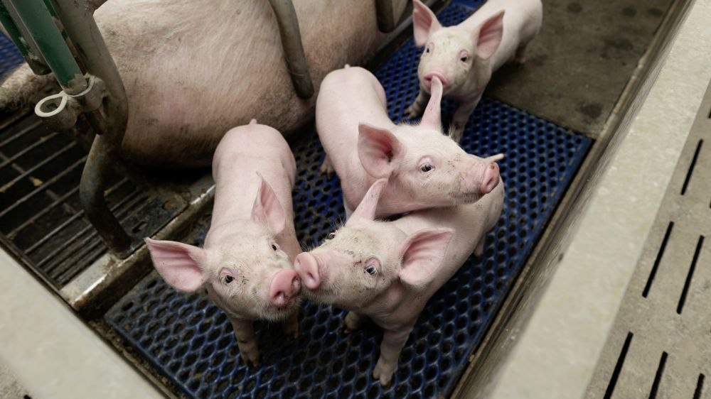 Le parquet de Brest a ouvert une enquête visant l'extension d'une porcherie à Landunvez dans le Finistère à la suite d'une plainte déposée par un collectif d'opposants.