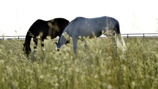 Trois vétérinaires ont contesté, devant le tribunal correctionnel de Marseille, avoir établi de faux documents autorisant l'exportation de chevaux non éligibles à la consommation humaine. Trois vétérinaires ont contesté, devant le tribunal correctionnel de Marseille, avoir établi de faux documents autorisant l'exportation de chevaux non éligibles à la consommation humaine.