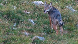 Pour Tomas Havrlant, représentant des éleveurs tchèques, la population de loups dans son pays a été multipliée par quatre au cours des trois dernières années. Pour Tomas Havrlant, représentant des éleveurs tchèques, la population de loups dans son pays a été multipliée par quatre au cours des trois dernières années.