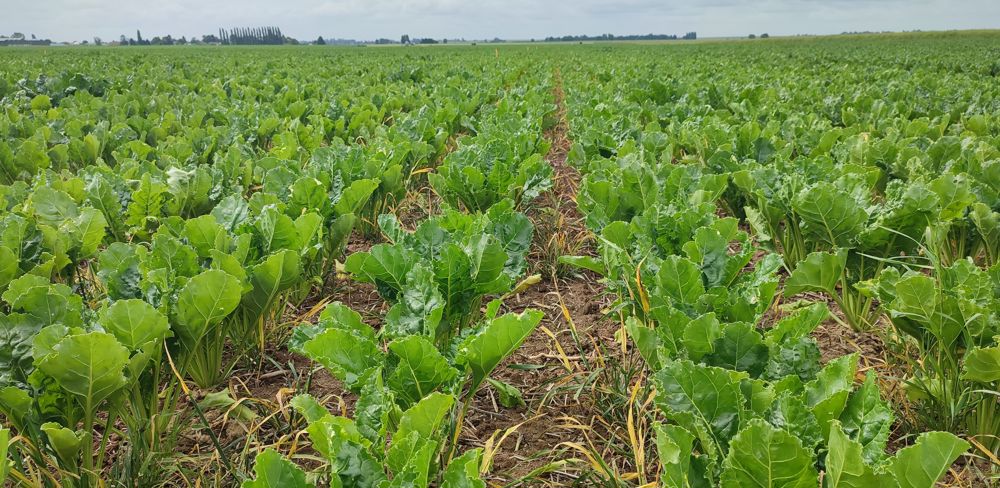Les plantes compagnes, ici des graminées, doivent être détruites pour éviter de concurrencer les betteraves.