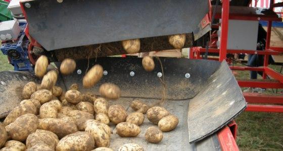 Les chocs peuvent intervenir tout au long de la chaîne de récolte et de conditionnement.