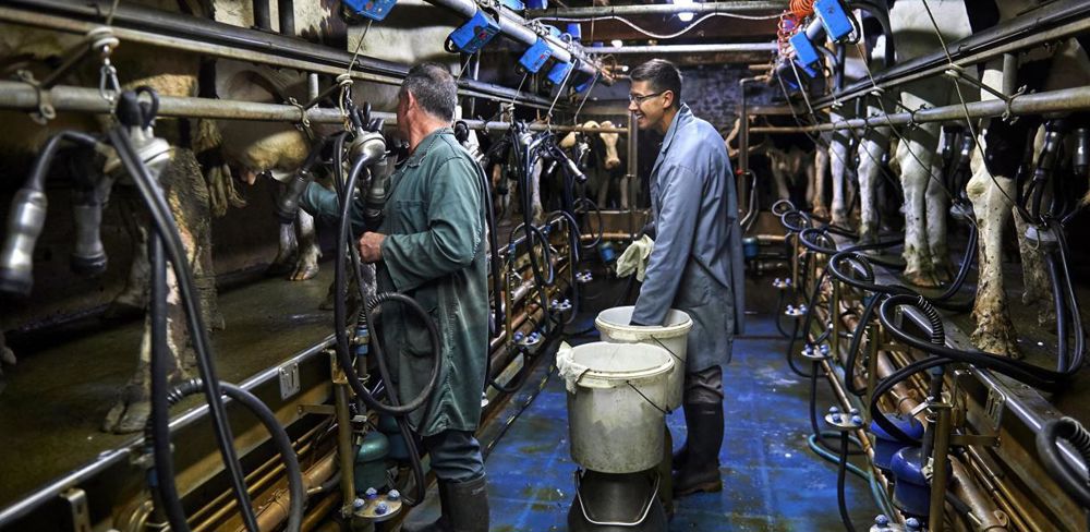 La production animale biologique européenne reste faible par rapport au total produit en Europe.