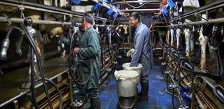 La production animale biologique européenne reste faible par rapport au total produit en Europe. La production animale biologique européenne reste faible par rapport au total produit en Europe.