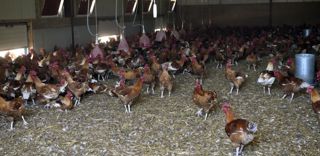 Le ministère de l'Agriculture recense plus d'un million de volailles abattues en un mois à cause de la grippe aviaire. Le ministère de l'Agriculture recense plus d'un million de volailles abattues en un mois à cause de la grippe aviaire.