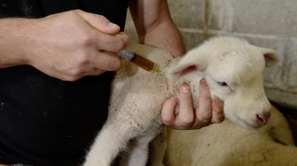 Le tribunal de Bayonne a condamné quatre éleveurs de brebis et de bovins pour s'être frauduleusement procuré des antibiotiques en Espagne et les avoir administrés eux-mêmes.