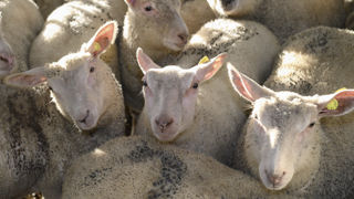 Lors de la première semaine de janvier, le prix de l’agneau moyen entrée abattoir s’affichait 8,43 €/kg de carcasse, en baisse de 13 centimes par rapport à la dernière semaine de décembre. Lors de la première semaine de janvier, le prix de l’agneau moyen entrée abattoir s’affichait 8,43 €/kg de carcasse, en baisse de 13 centimes par rapport à la dernière semaine de décembre.