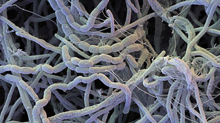 Streptomyces K61. Streptomyces K61.