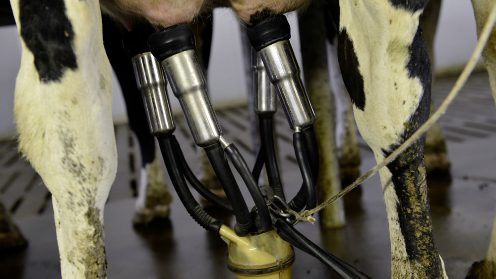 Washington dénonce le fait qu'une majorité de ces contingents soient accordés aux industriels canadiens, qui sont enclins à importer du fromage américain à bon marché (image d'illustration).