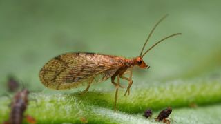 Chrysope brune adulte. Chrysope brune adulte.