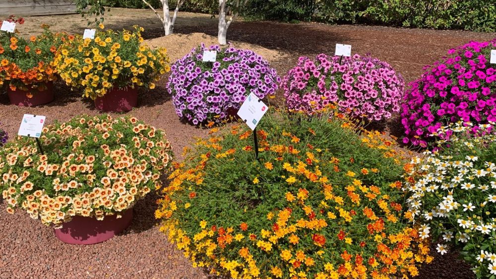 Bidens Royal Brocade.