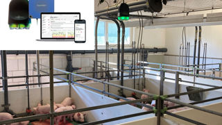 Le dispositif SoundTalks de Boehringer Ingelheim permet de détecter les toux pendant les phases de repos, ce que ne peut pas faire l'éleveur dont la présence agite les animaux. Le dispositif SoundTalks de Boehringer Ingelheim permet de détecter les toux pendant les phases de repos, ce que ne peut pas faire l'éleveur dont la présence agite les animaux.