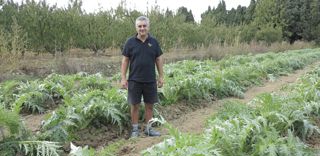 Jean-Marc Carrère a dû arracher trois parcelles de pêchers trop atteints par la sharka, qu'il a remplacé par des cultures d'artichaut.