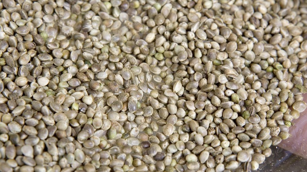 La filière du chanvre cherche de nouveaux débouchés avec le soutien de la région Nouvelle-Aquitaine.