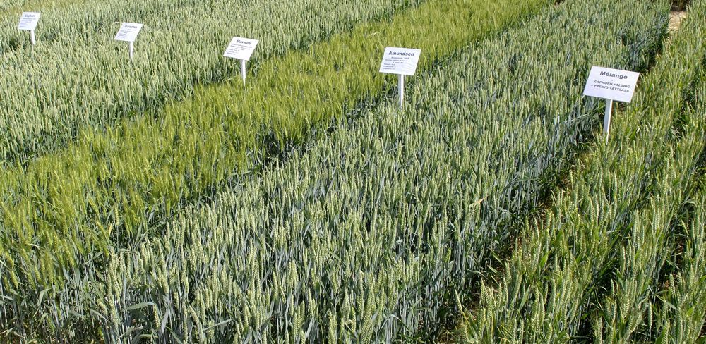 Adopter une variété résistante constitue l'un des moyens les plus efficaces pour réduire le besoin de protection fongicide.