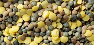 Lentille, pois, soja, pois chiche, féverole, haricot sec et lupin : la première édition du nouvel observatoire de Terres Univia fait un point sur la production et la consommation des sept principales légumineuses à destination de l'alimentation humaine. Lentille, pois, soja, pois chiche, féverole, haricot sec et lupin : la première édition du nouvel observatoire de Terres Univia fait un point sur la production et la consommation des sept principales légumineuses à destination de l'alimentation humaine.