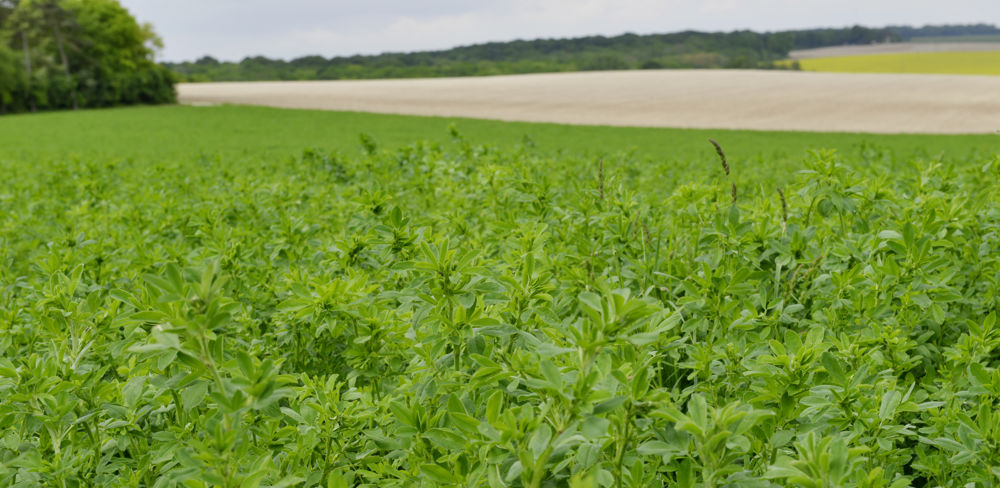 L'aide aux protéagineux est passée de 141,50 € par hectare en 2021 à 183,50 € pour 2022.
