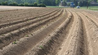 Le prix des pommes de terre fécule est revalorisé de 23 %, mais les surfaces implantées sont revues à la baisse de 17 %. Le prix des pommes de terre fécule est revalorisé de 23 %, mais les surfaces implantées sont revues à la baisse de 17 %.