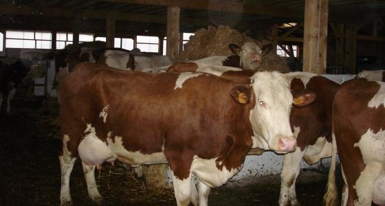 Danone s'engage à tenir ses contrats avec les producteurs laitiers.