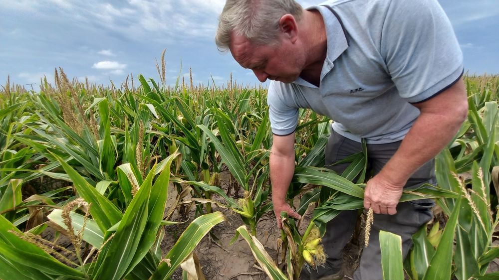 Carlos Ferrari, agriculteur dans la région de Rosario, ne peut que constater les dégâts de la sécheresse sur son maïs.