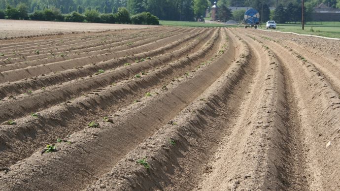 En désherbage, les interventions de post-levée restent très marginales.