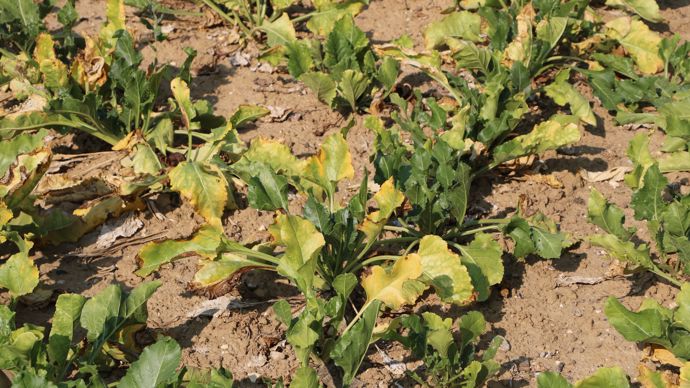 En 2022, 82 % des surfaces françaises de betteraves ont été emblavées avec des semences traitées NNI.