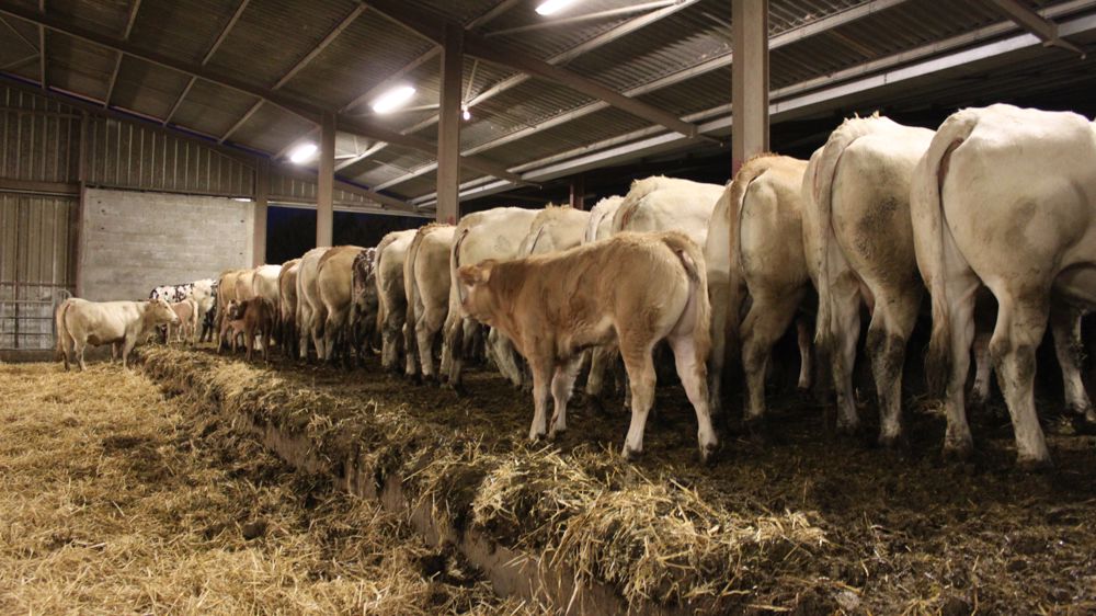 Le montant de l'aide aux veaux sous la mère passe à 57 euros pour la campagne 2022.