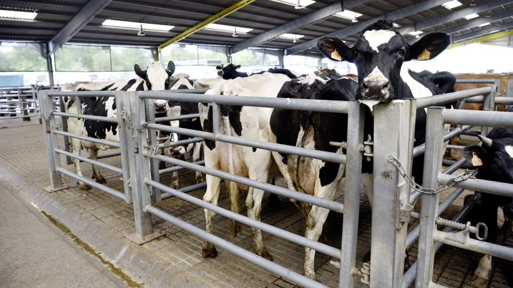 Les vaches laitières de réforme sont moins nombreuses sur les marchés aux bestiaux.