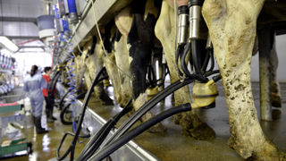 La coopérative Sodiaal revient à un prix du lait unique. La coopérative Sodiaal revient à un prix du lait unique.