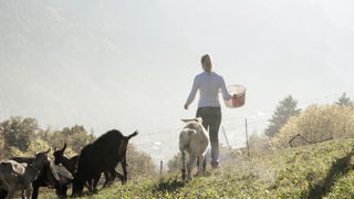 Les agricultrices ressentent davantage un sentiment d'illégitimité dans leur travail que les hommes. Les agricultrices ressentent davantage un sentiment d'illégitimité dans leur travail que les hommes.