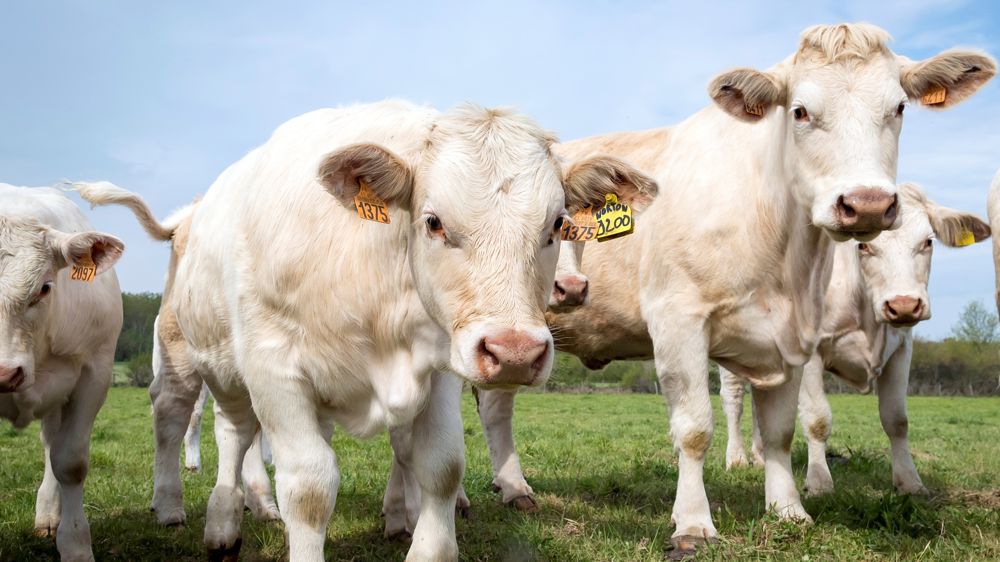 Les exportations françaises de broutards ont reculé de 7 % en 2022 par rapport à 2021.