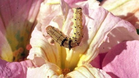 Larves de l Chloridea virescens sur Pétunia.