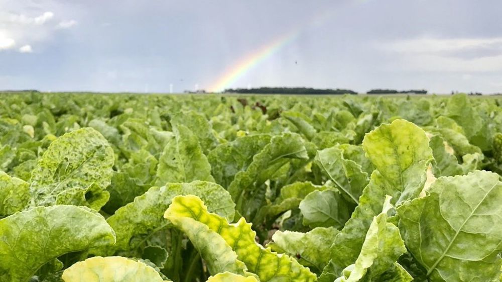 La filière de la betterave est dans l'impasse depuis l'interdiciton des néonicotinoïdes, déplore la CGB.