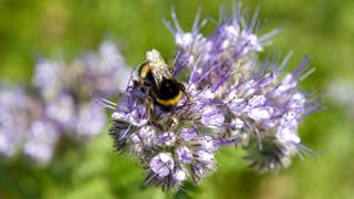 Les surfaces non cultivées sur les exploitations pourraient devenir des vraies ressources pour les abeilles. Les surfaces non cultivées sur les exploitations pourraient devenir des vraies ressources pour les abeilles.