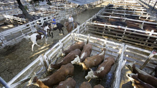 Un marché aux bestiaux à Buenos Aires. Le Brésil est le premier exportateur mondial de viande bovine et la Chine est son plus gros acheteur. Un marché aux bestiaux à Buenos Aires. Le Brésil est le premier exportateur mondial de viande bovine et la Chine est son plus gros acheteur.