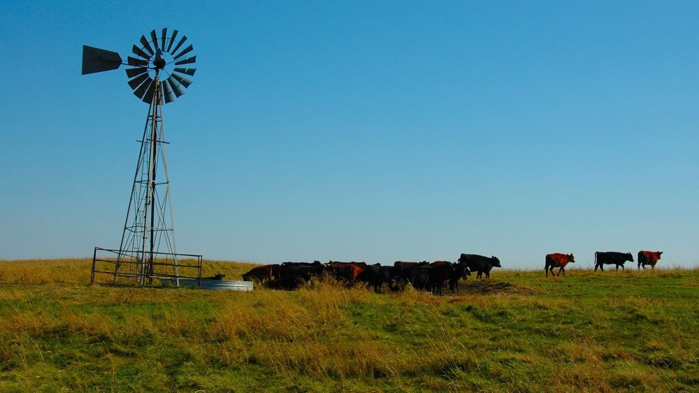 Les éleveurs américains voient le prix du bétail battre des records en raison de la sécheresse "sévère" qui touche le pays.