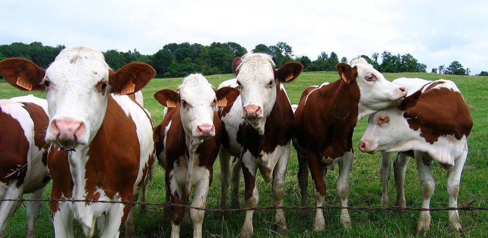 L'aide d'urgence du gouvernment ne satisfait pas la FNB, qui la juge trop faible pour répondre au besoin réel des producteurs biologiques face à la crise.