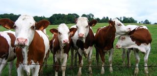 L'aide d'urgence du gouvernment ne satisfait pas la FNB, qui la juge trop faible pour répondre au besoin réel des producteurs biologiques face à la crise. L'aide d'urgence du gouvernment ne satisfait pas la FNB, qui la juge trop faible pour répondre au besoin réel des producteurs biologiques face à la crise.