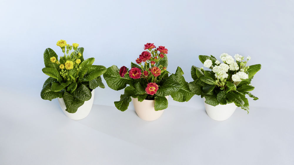 Primula polyantha ‘Pollyanna’.