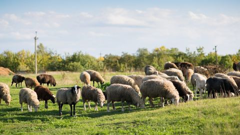 Résistance ou sous-dosage : le point sur l’efficacité des antiparasitaires