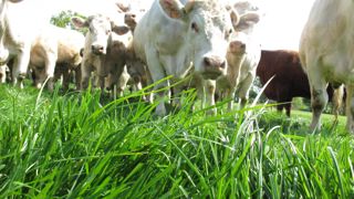 La nouvelle aide bovine, celle à l’UGB, remplace l’ABA (aide aux bovins allaitants) et l’ABL (aide aux bovins laitiers).