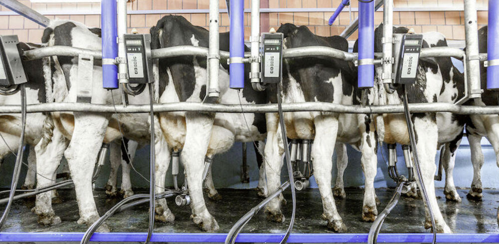 Delaval a lancé sa première salle de traite rotative en 1930. Le Rotolactor a été installé dans le New Jersey aux États-Unis.